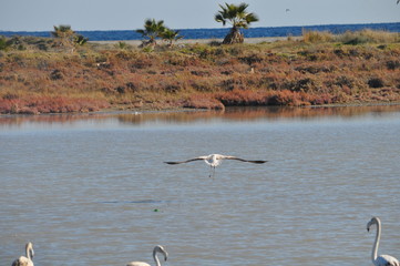 Flamingo in Lady's Mile Limassol