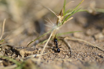 Ant carry seed