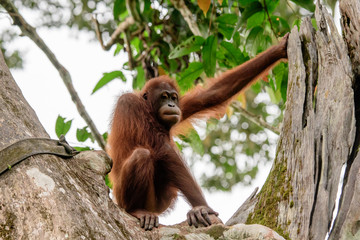 Orangutan observing proceedings from its perch