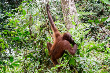 orangutan swinging in the trees © jtplatt