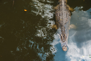 crocodiles rest in the pool