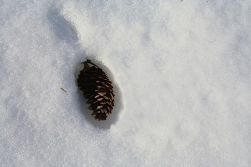 Cone on snow