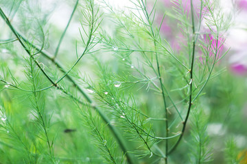 Wet green asparagus branches in water drops after the rain.