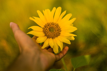 spring flower of a sunflower