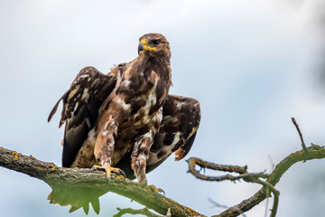 Greater spotted eagle or Clanga clanga