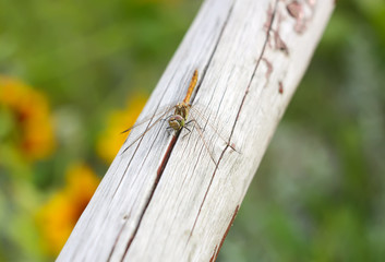 A dragonfly on wooden stick outdoors in summer day