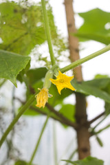Yellow flower of a cucumber.