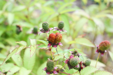 Raspberry fruit close up in a summer garden.