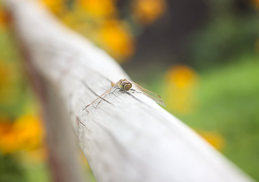 A dragonfly on wooden stick outdoors in summer day