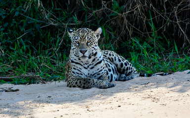impressive majestic jaguar looking straight ahead with interest