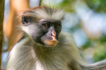 Obraz premium Zanzibar red colobus or Procolobus kirkii