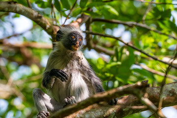 Zanzibar red colobus or Procolobus kirkii