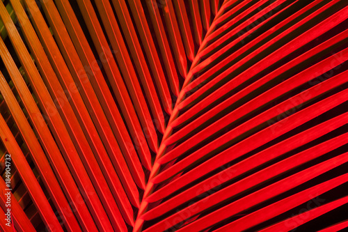 Tropical Leaves Of Palm Tree In Red Colors Close Up Shot Nature Tropical Leaves Of Palm Tree In Red Colors Close Up Shot Nature Creative Pattern Abstract Botanical Background Image Exotic Flora