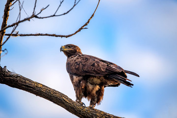 Steppe eagle or Aquila nipalensis sits on a tree