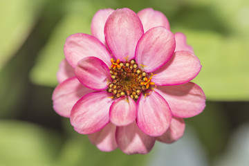 Obraz premium A Beautiful Pink Flower