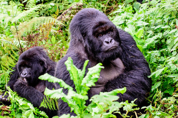 Silverback mountain gorilla with his girl