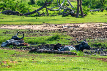 Asian water buffalo or Bubbalus bubbalis