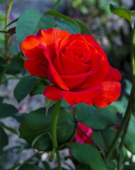 Red roses close up. Background.