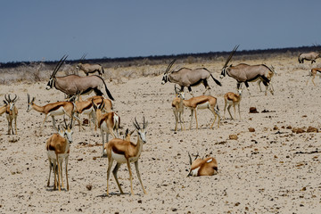 Fototapeta na wymiar Safari landscape in Etosha