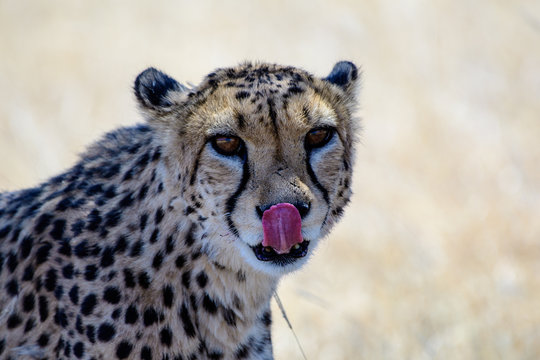 close up of a Cheetah licking its lips