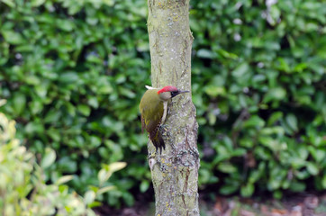 Gr&uuml;nspecht (Picus viridis) 