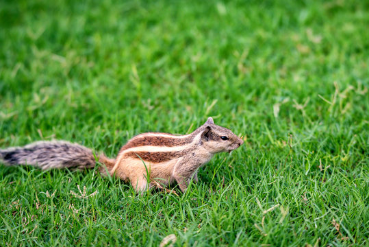 Northern palm squirrel or Funambulus pennantii