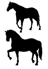 Cavallo  silhouette 
