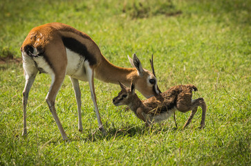Antelope Thompson and her newborn baby in Masai Mara, Kenya