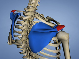 Acromion of Scapula M-SKEL-SCAPULA-ACROMION 1, 3D Model