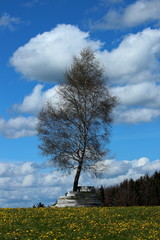 Einzelner Baum in einer Parkanlage
