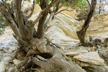 Old and spectacular tree roots in Cyprus