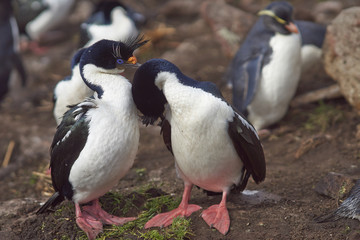Pair of Imperial Shag (Phalacrocorax atriceps albiventer) engaged in a courtship ritual on the cliffs of Saunders Islands in the Falkland Islands.