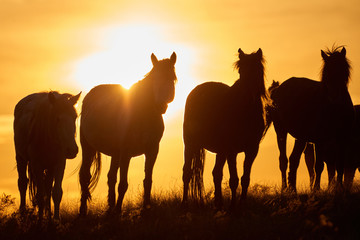Horses graze on pasture at sunset.   The horse (Equus ferus caballus) is one of two extant subspecies of Equus ferus. It is an odd-toed ungulate mammal belonging to the taxonomic family Equidae.