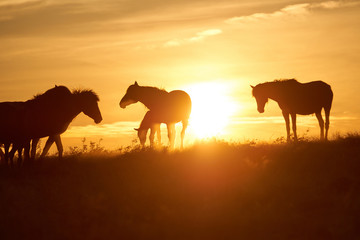 Horses graze on pasture at sunset.   The horse (Equus ferus caballus) is one of two extant subspecies of Equus ferus. It is an odd-toed ungulate mammal belonging to the taxonomic family Equidae. - obrazy, fototapety, plakaty