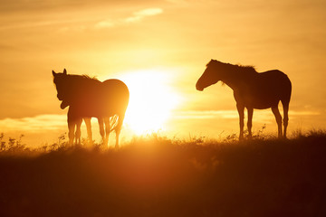 Horses graze on pasture at sunset.   The horse (Equus ferus caballus) is one of two extant...