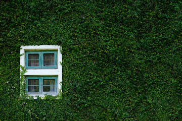 Window with green leave on the wall.