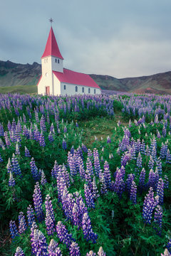 Lutheran Myrdal church surrounded by blooming lupine flowers, Vik, Iceland. © Ivan Kmit