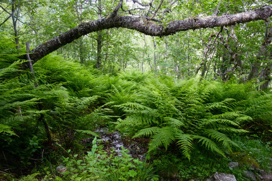 Lush norvegian forest with ferns bush. Landscape photography, Norway, Europe