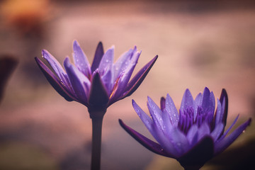 Lotus Flower