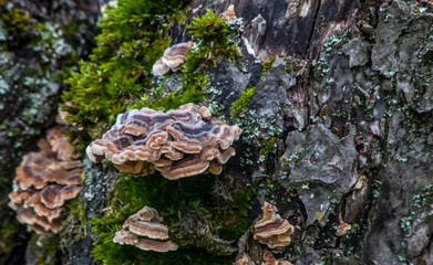 Musroom grow on a tree