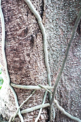 The pattern of the old tree trunk in the forest.