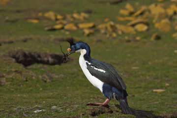 Imperial Shag (Phalacrocorax atriceps albiventer) carrying nesting material on the cliffs of Saunders Islands in the Falkland Islands.