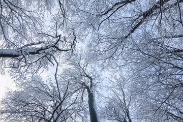 Beautyful winter background with snowy branches and clear blue sky