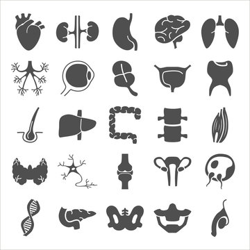 Human anatomy simple icons set