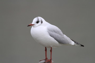 Mouette rieuse