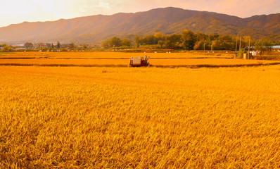golden ripe rice field in Korea