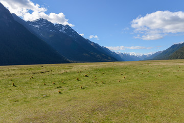 Meadow and valley in New Zealand
