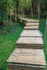 Nature bamboo studying trail