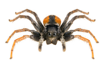 Fototapeta premium Jumping spider Philaeus chrysops isolated on white background. Dorsal view of spider.