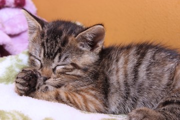 ADORABLE BROWN TABBY KITTEN